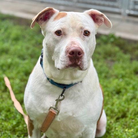Enlarge Duke *CL*, a Adoptable American Staffordshire Terrier in Kansas City, MO image 3/4
