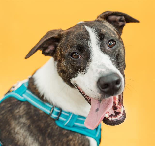 Sous Chef Sam, ADOPTABLE, Adult Male Mixed Breed.
