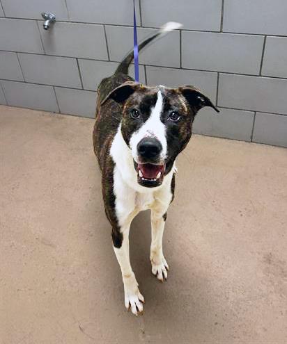 Sous Chef Sam, ADOPTABLE, Adult Male Mixed Breed.