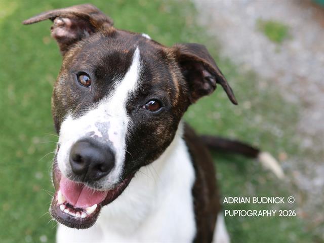 Sous Chef Sam, ADOPTABLE, Adult Male Mixed Breed.