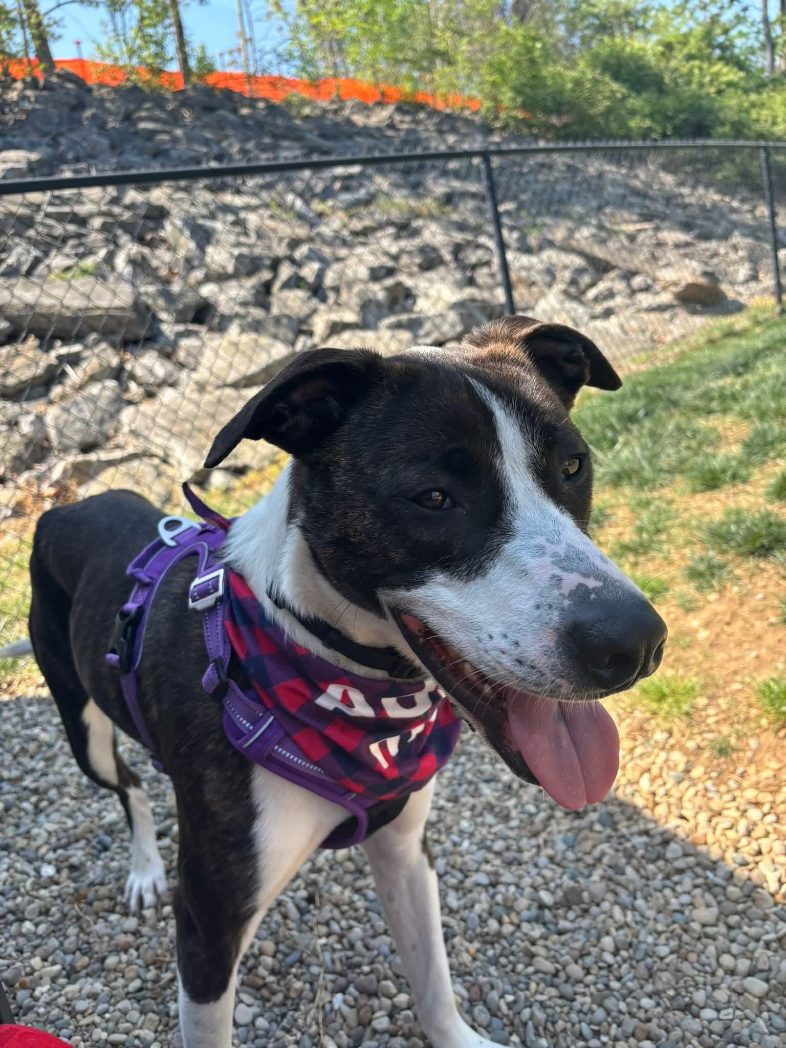 Sous Chef Sam, a ADOPTABLE mixed breed in Nashville, TN image 4/6
