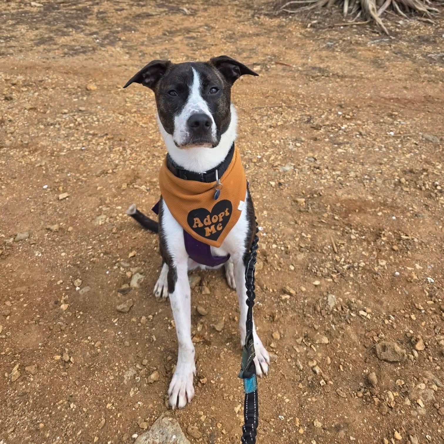 Sous Chef Sam, a ADOPTABLE mixed breed in Nashville, TN image 3/6