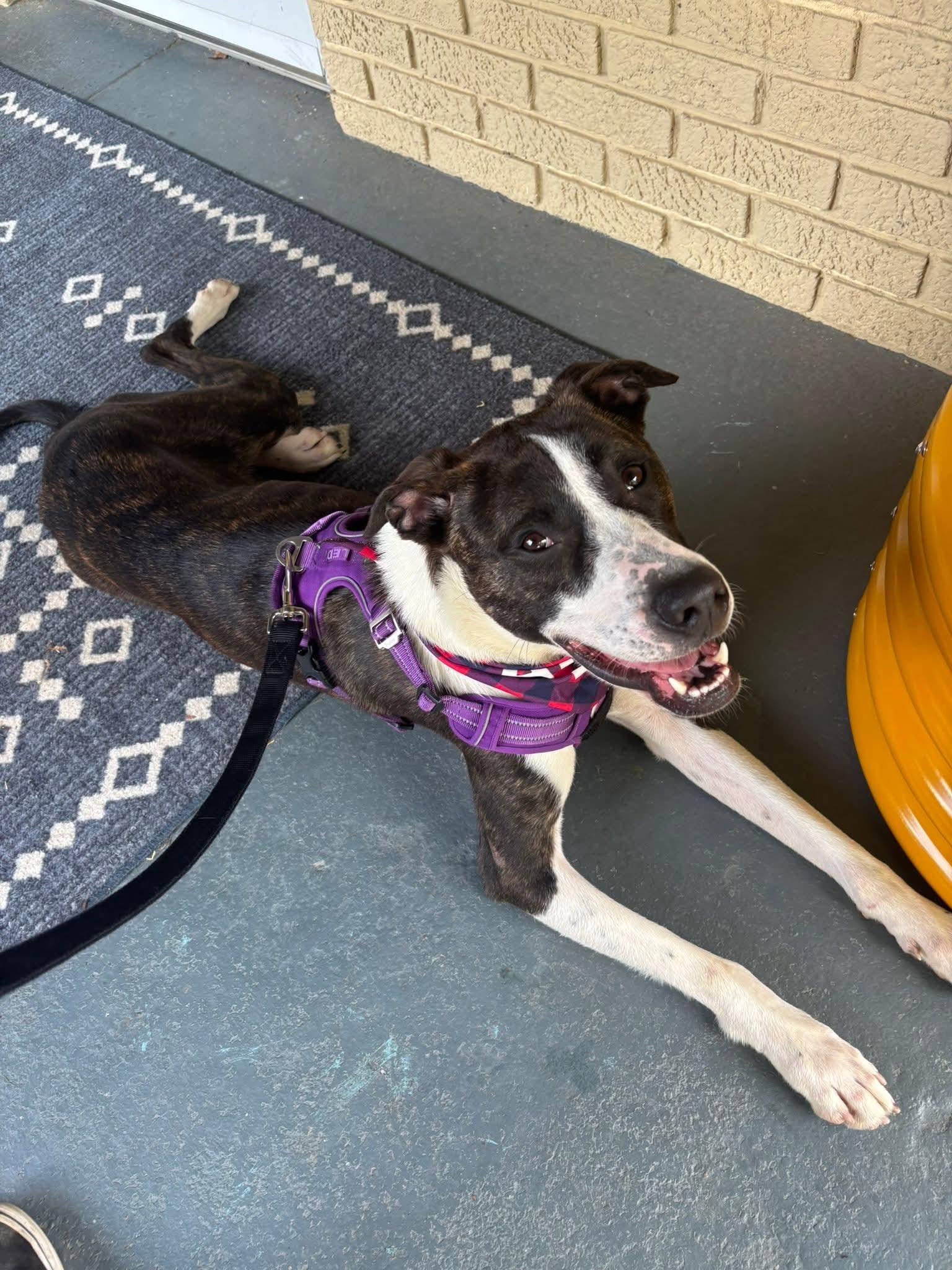 Sous Chef Sam, a ADOPTABLE mixed breed in Nashville, TN image 5/6
