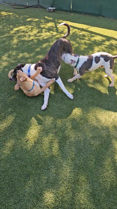 Enlarge Sous Chef Sam, a ADOPTABLE mixed breed in Nashville, TN video 6/6