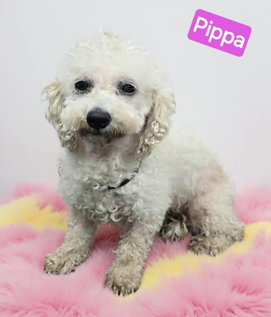 Enlarge Pippa, a ADOPTABLE mixed breed in Wheelersburg, OH image 1/1