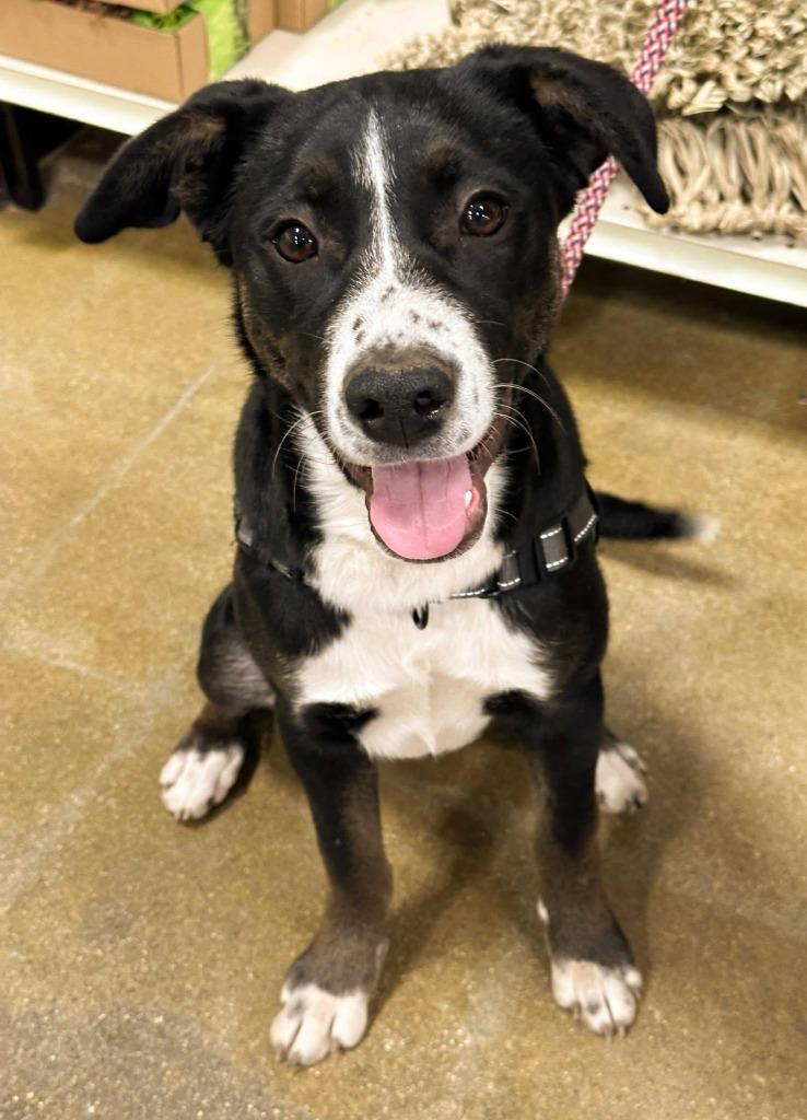 Gracie, Adoptable, Young Female Mixed Breed.