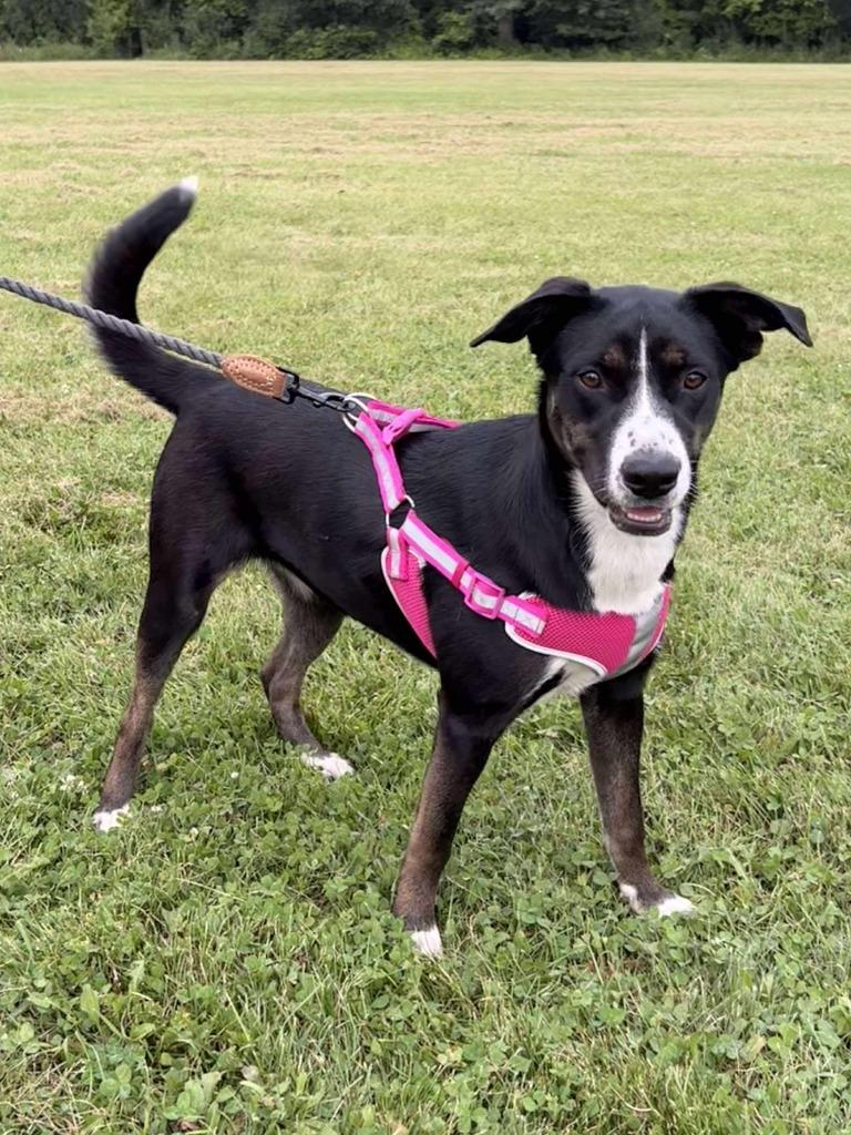 Enlarge Gracie, a Adoptable mixed breed in sun prairie, WI image 2/6