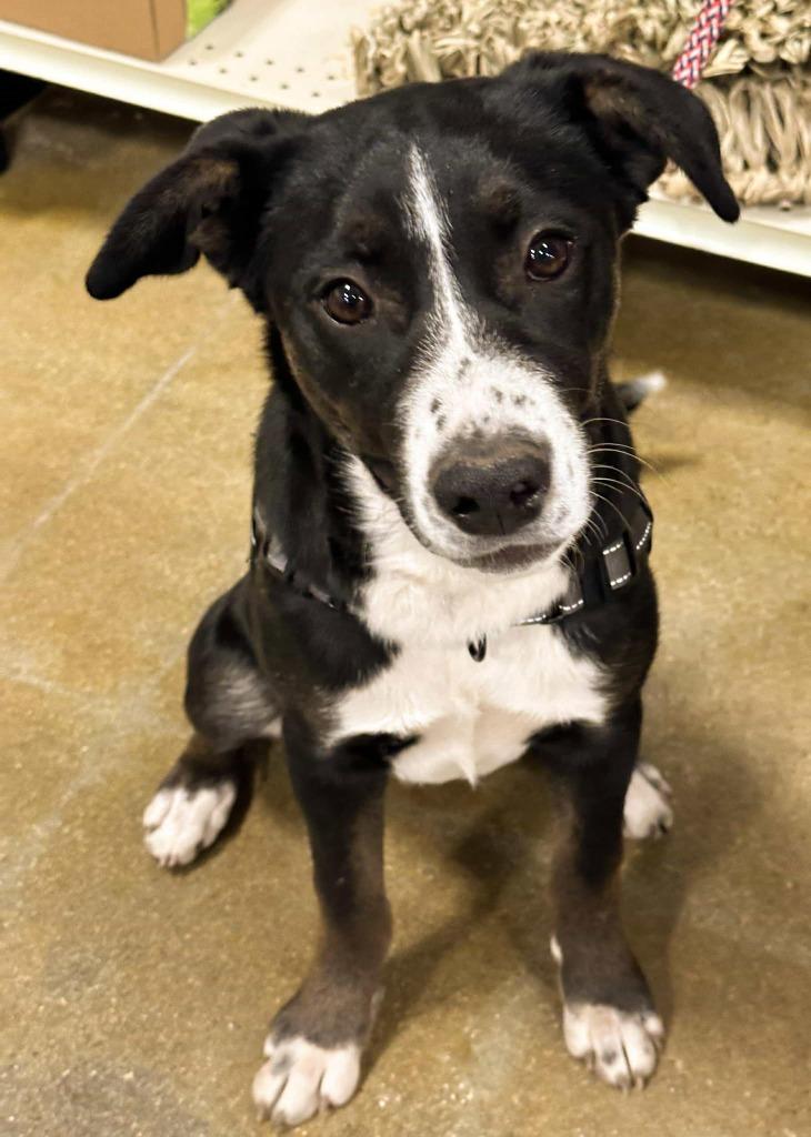 Enlarge Gracie, a Adoptable mixed breed in sun prairie, WI image 3/6