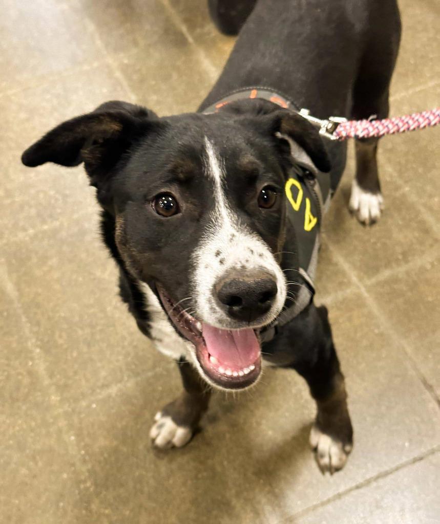 Enlarge Gracie, a Adoptable mixed breed in sun prairie, WI image 4/6