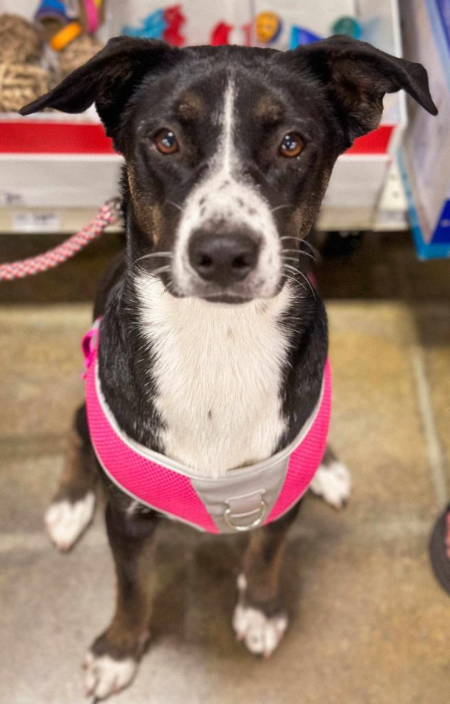 Enlarge Gracie, a Adoptable mixed breed in sun prairie, WI image 5/6