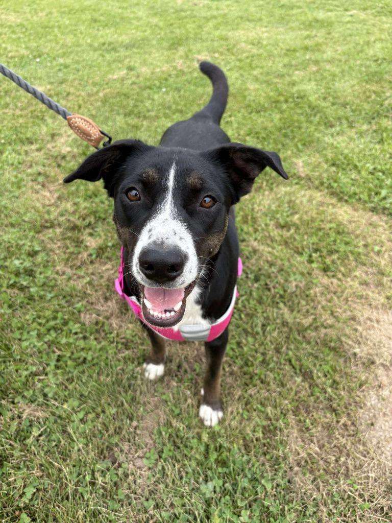 Enlarge Gracie, a Adoptable mixed breed in sun prairie, WI image 6/6