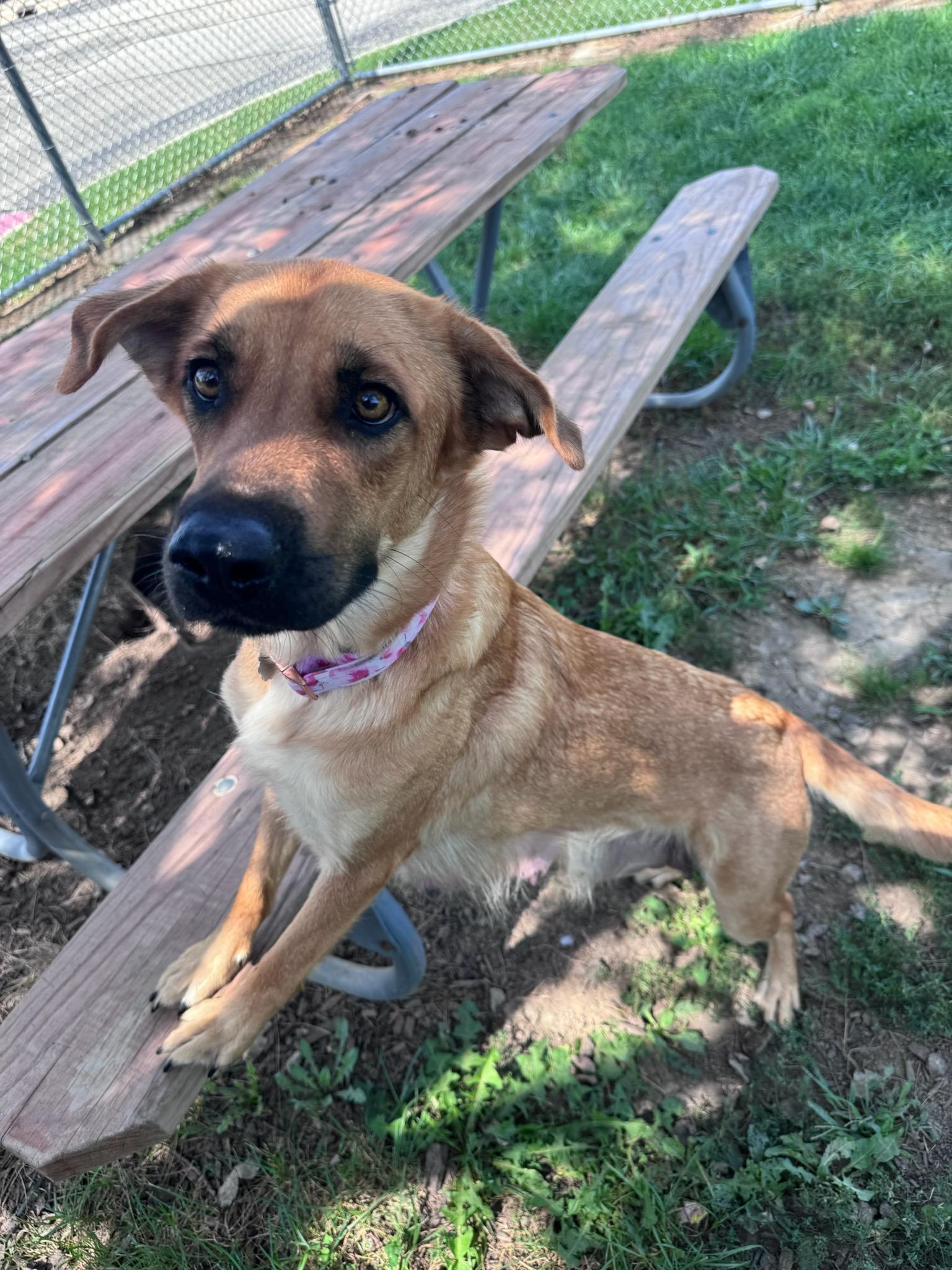 Enlarge Freya, a Adoptable mixed breed in Yorkville, IL image 2/2