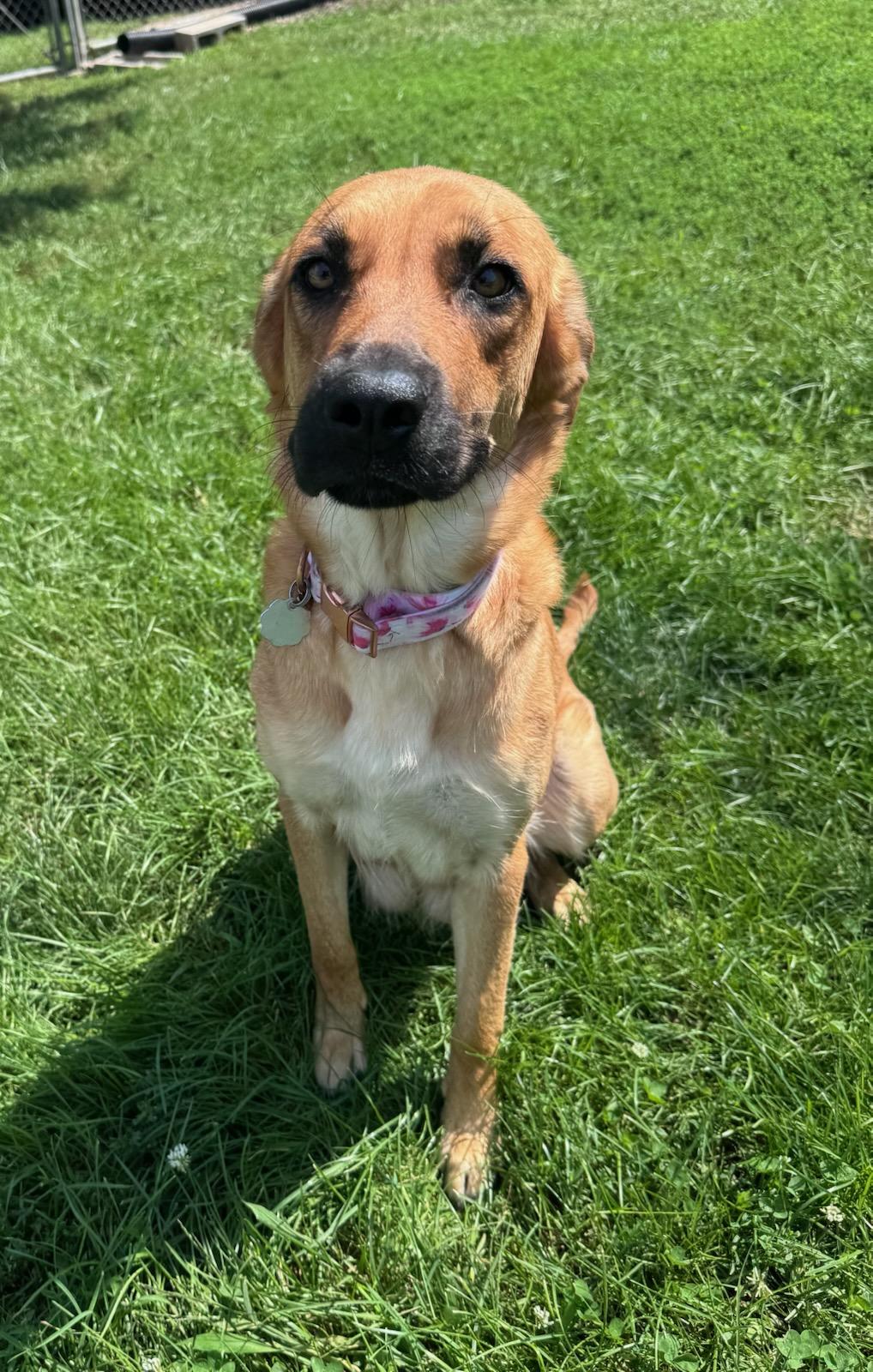 Enlarge Freya, a Adoptable mixed breed in Yorkville, IL image 1/2