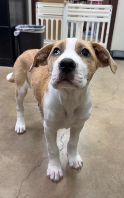 Enlarge Gillian, a Adoptable mixed breed in Irving, TX image 2/2