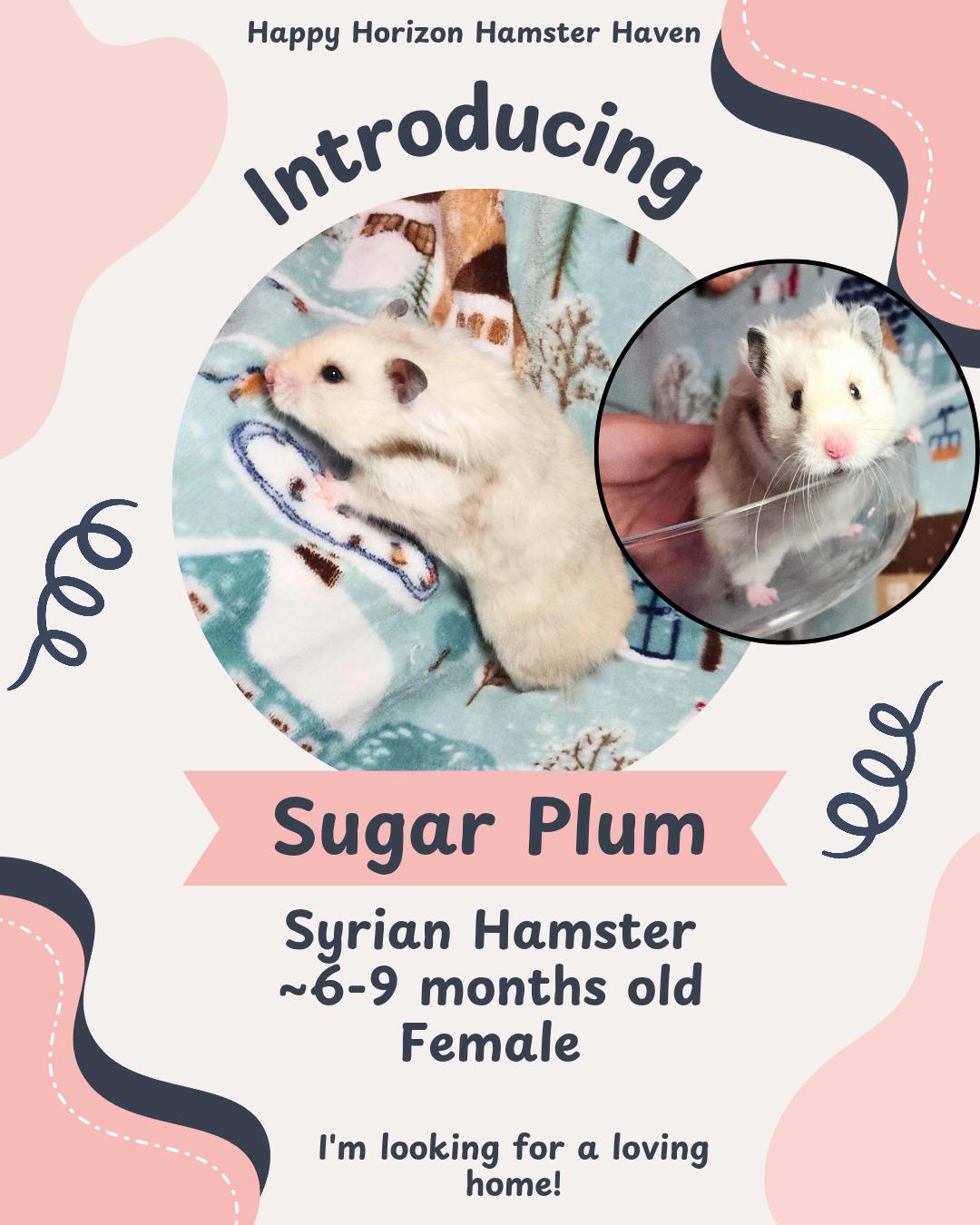 Sugar Plum, ADOPTABLE, Adult Female Hamster.