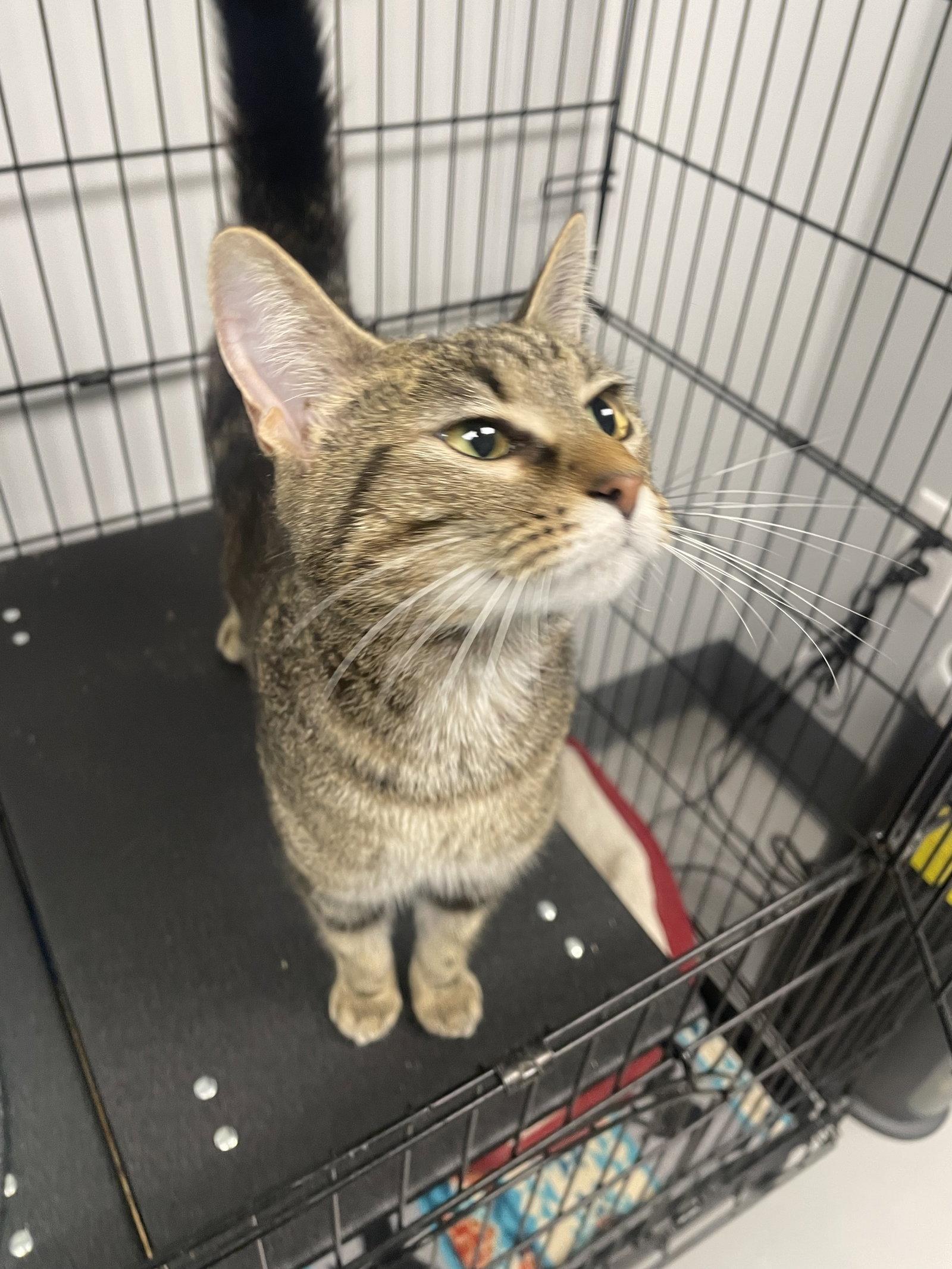 Phoebe - Must Apply in Person !, Adoptable, Adult Female Tabby & Domestic Short Hair.
