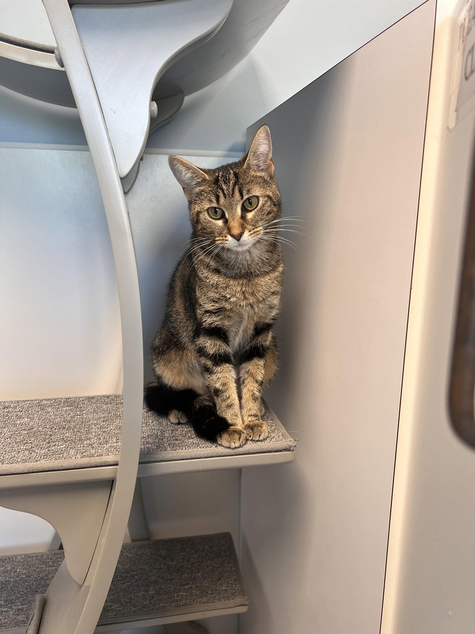 Enlarge Phoebe - Must Apply in Person !, a Adoptable mixed breed in Georgetown, KY image 2/2