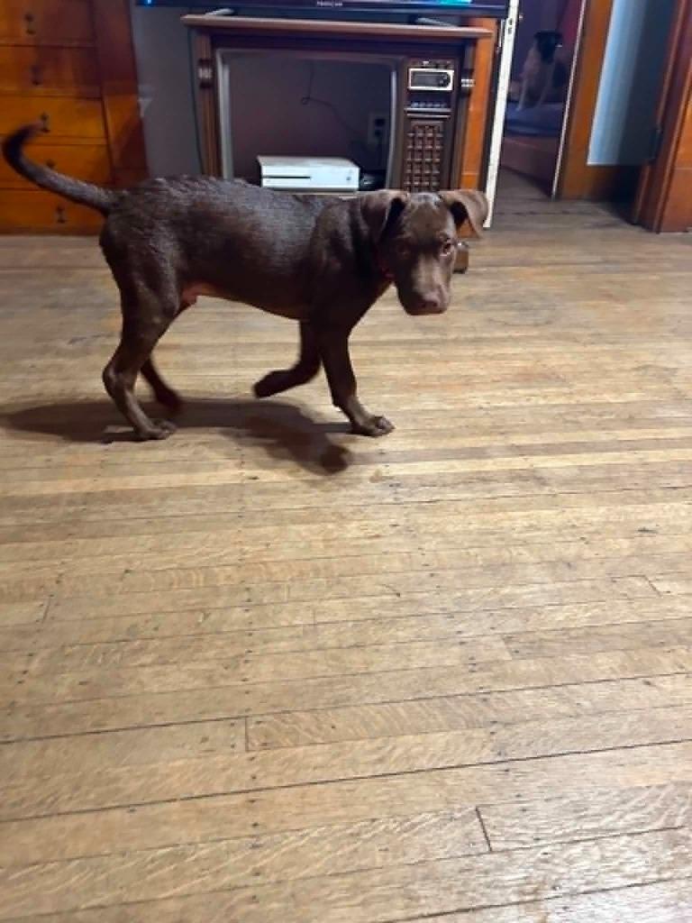 Hoot, a Adoptable mixed breed in Fond Du Lac, WI image 2/4