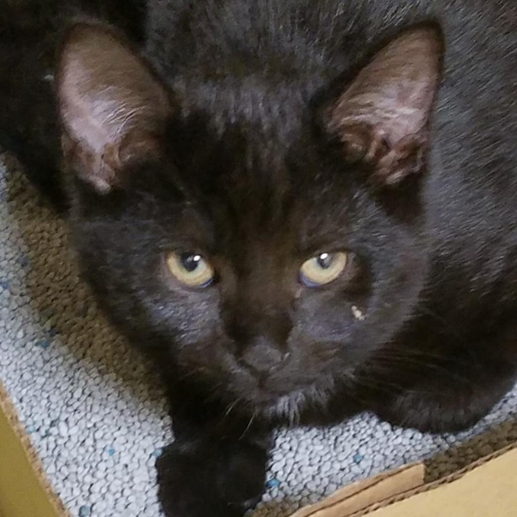 Fang (Ron), Adoptable, Adult Male Domestic Short Hair.