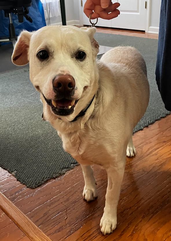 Blu, Adoptable, Senior Male Shepherd & Labrador Retriever.