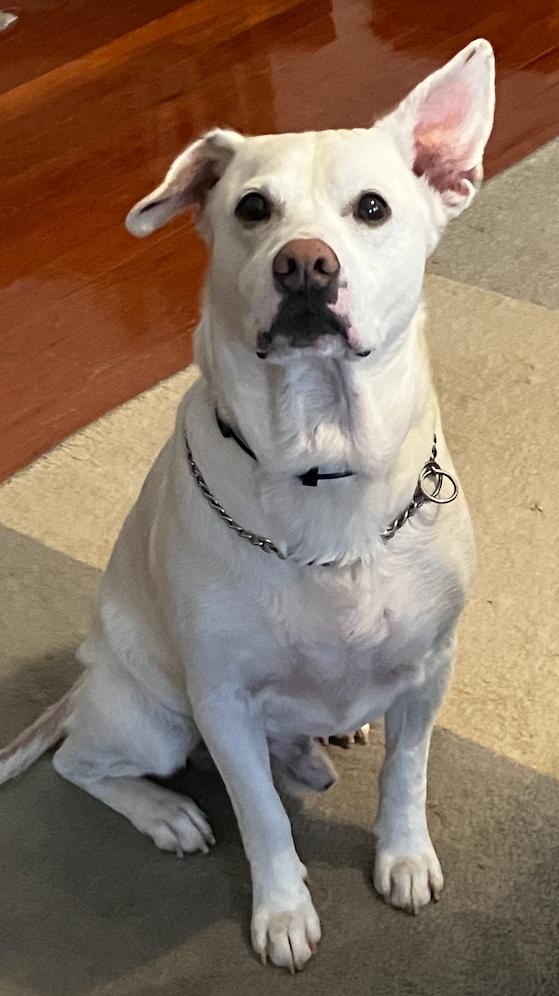 Blu, Adoptable, Senior Male Shepherd & Labrador Retriever.