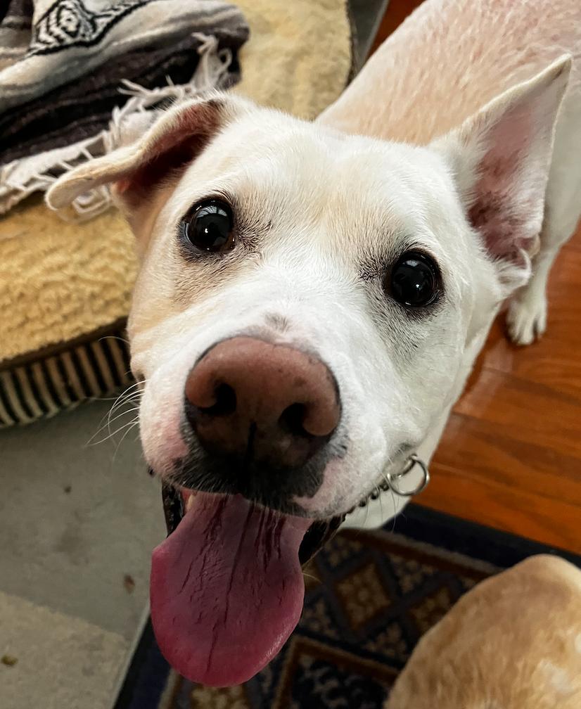 Enlarge Blu, a Adoptable mixed breed in Decatur, GA image 3/3