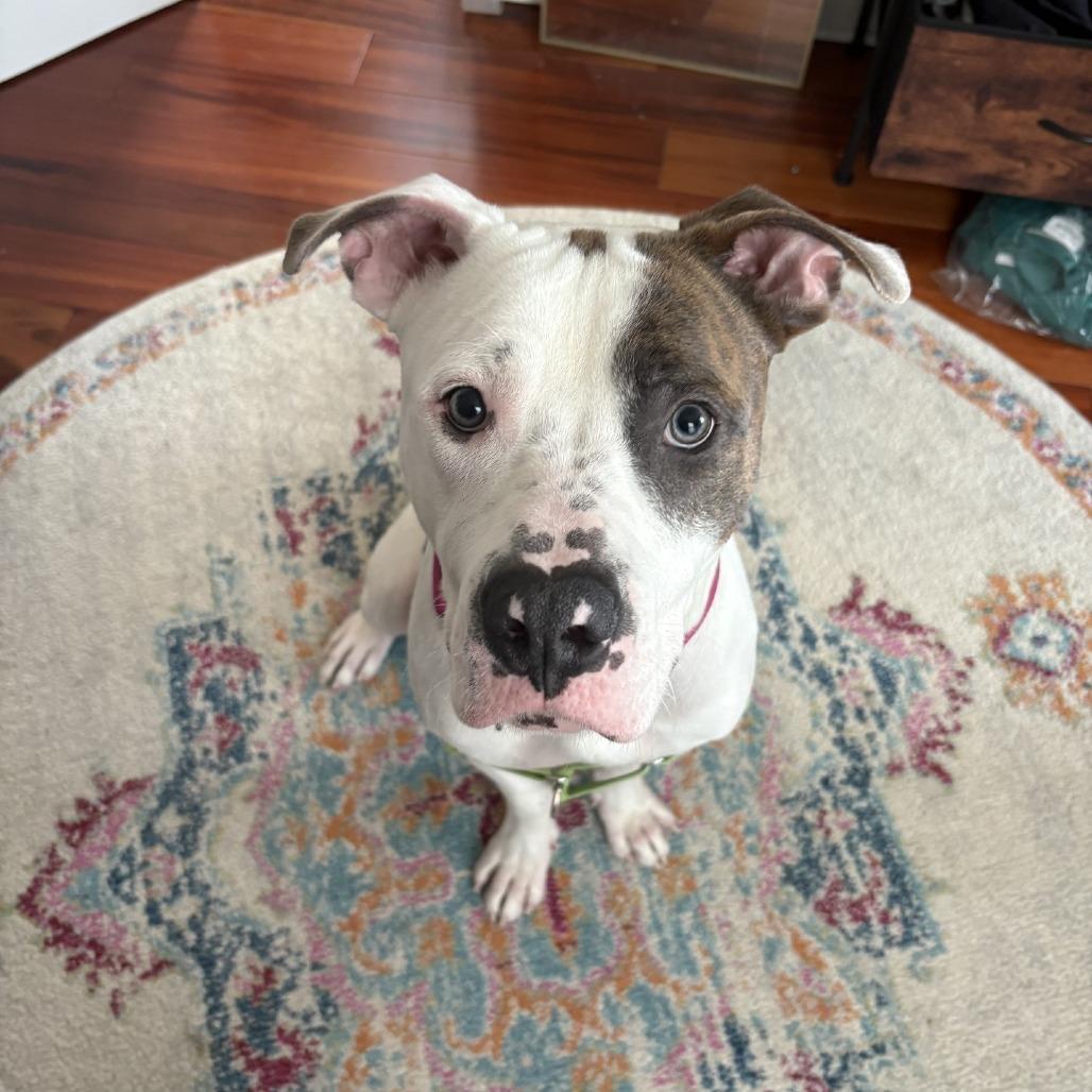 Yasha, Adoptable, Young Male Mixed Breed.