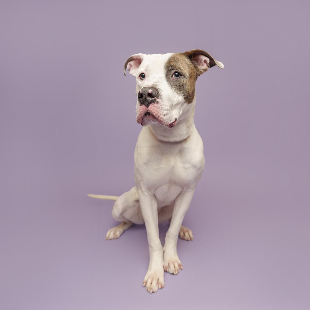 Yasha, a Adoptable Mixed Breed in Pittsburgh, PA image 1/6