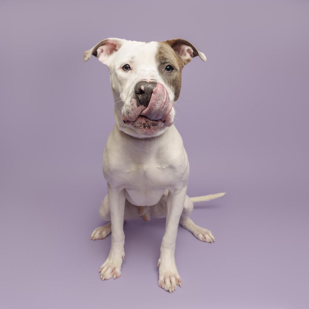 Yasha, a Adoptable Mixed Breed in Pittsburgh, PA image 2/6