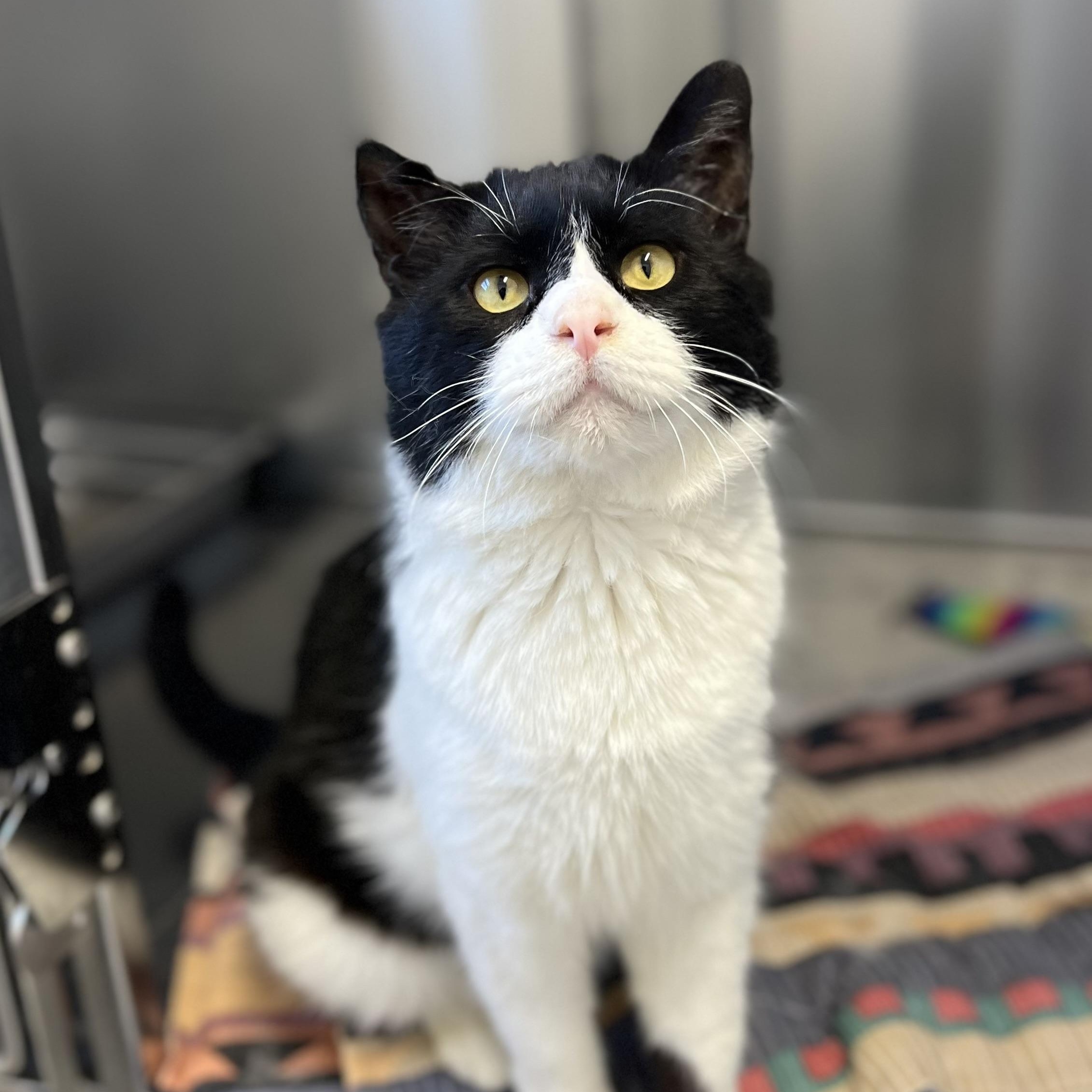 Gizmo, adopted, Adult Male Domestic Short Hair.