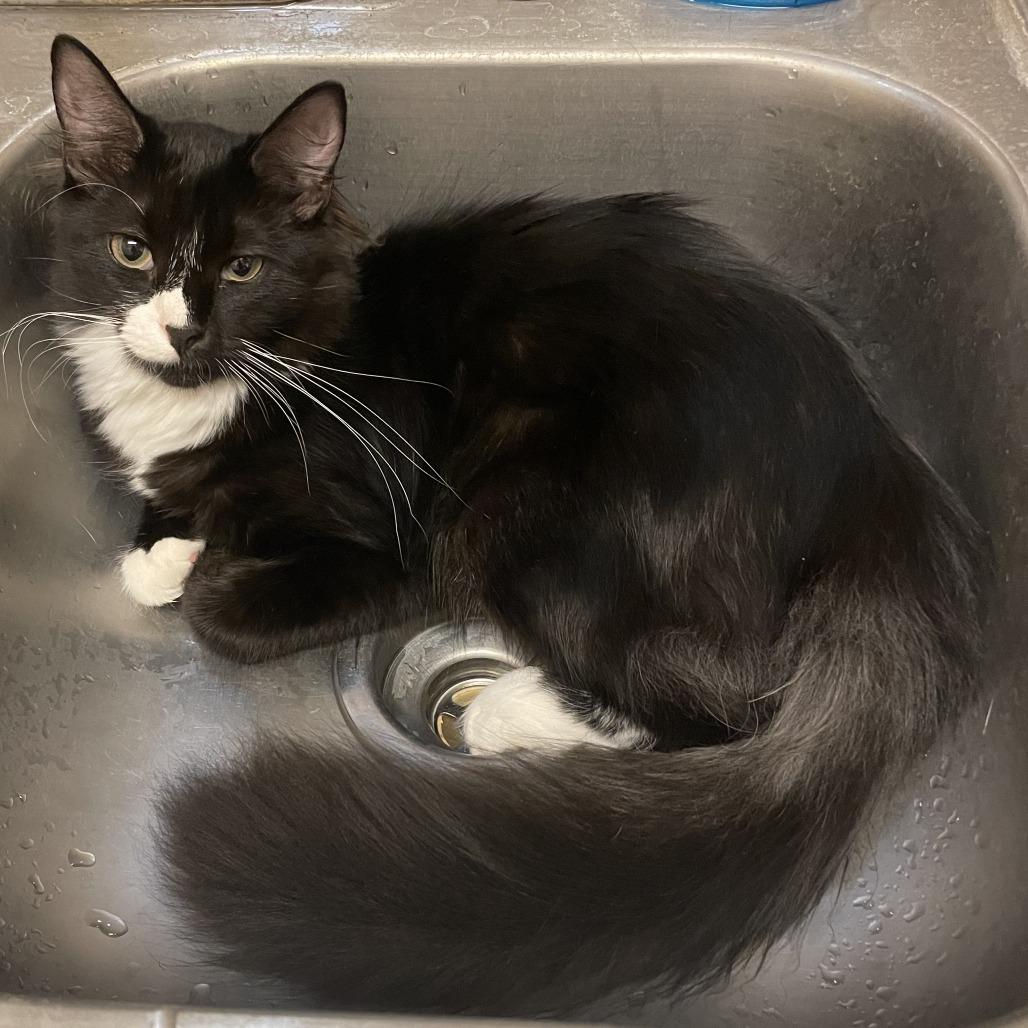 Paisley, Adoptable, Adult Female Domestic Medium Hair.