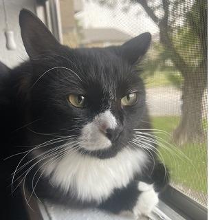 Paisley — thumbnail 2