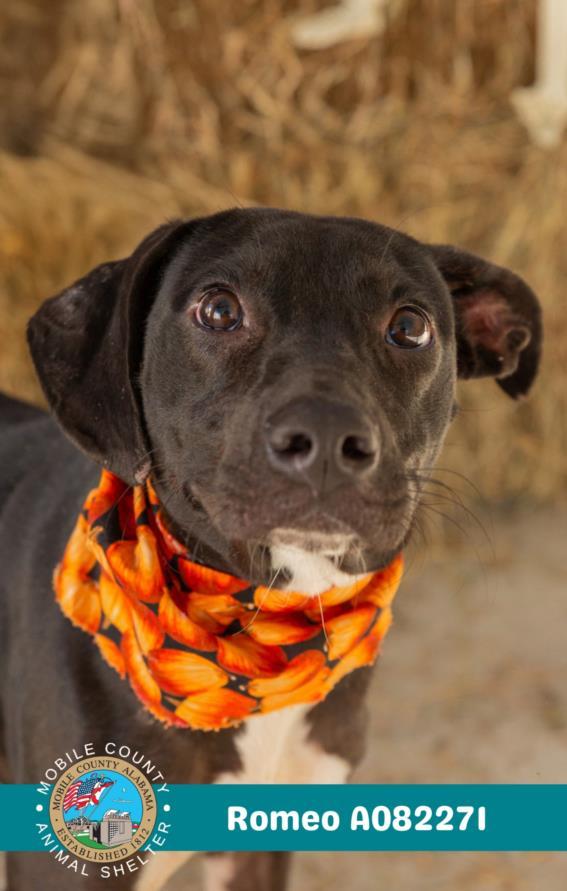 Enlarge ROMEO, a Adoptable Labrador Retriever in Mobile, AL image 1/1