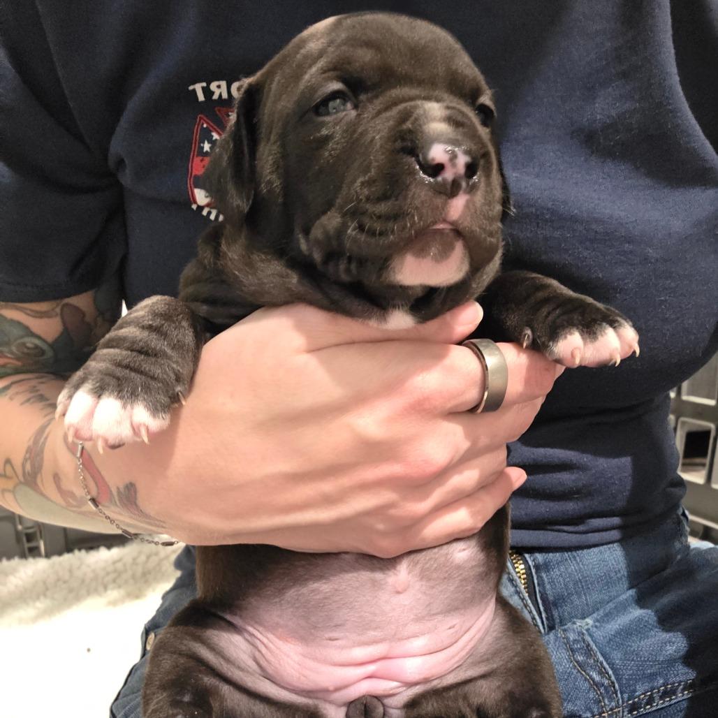 Luna (Northern Lights Litter)_4, Adoptable, Puppy Female Mixed Breed & Terrier.