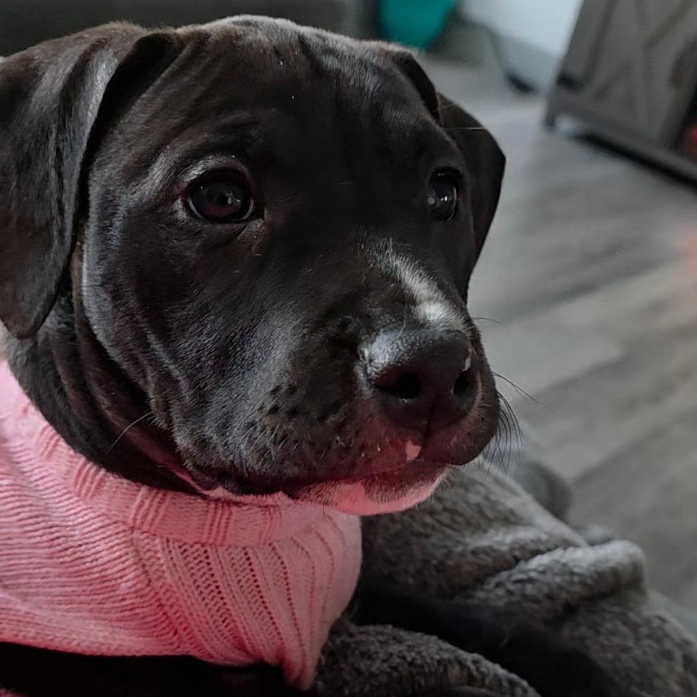 Luna (Northern Lights Litter)_4, Adoptable, Puppy Female Mixed Breed & Terrier.