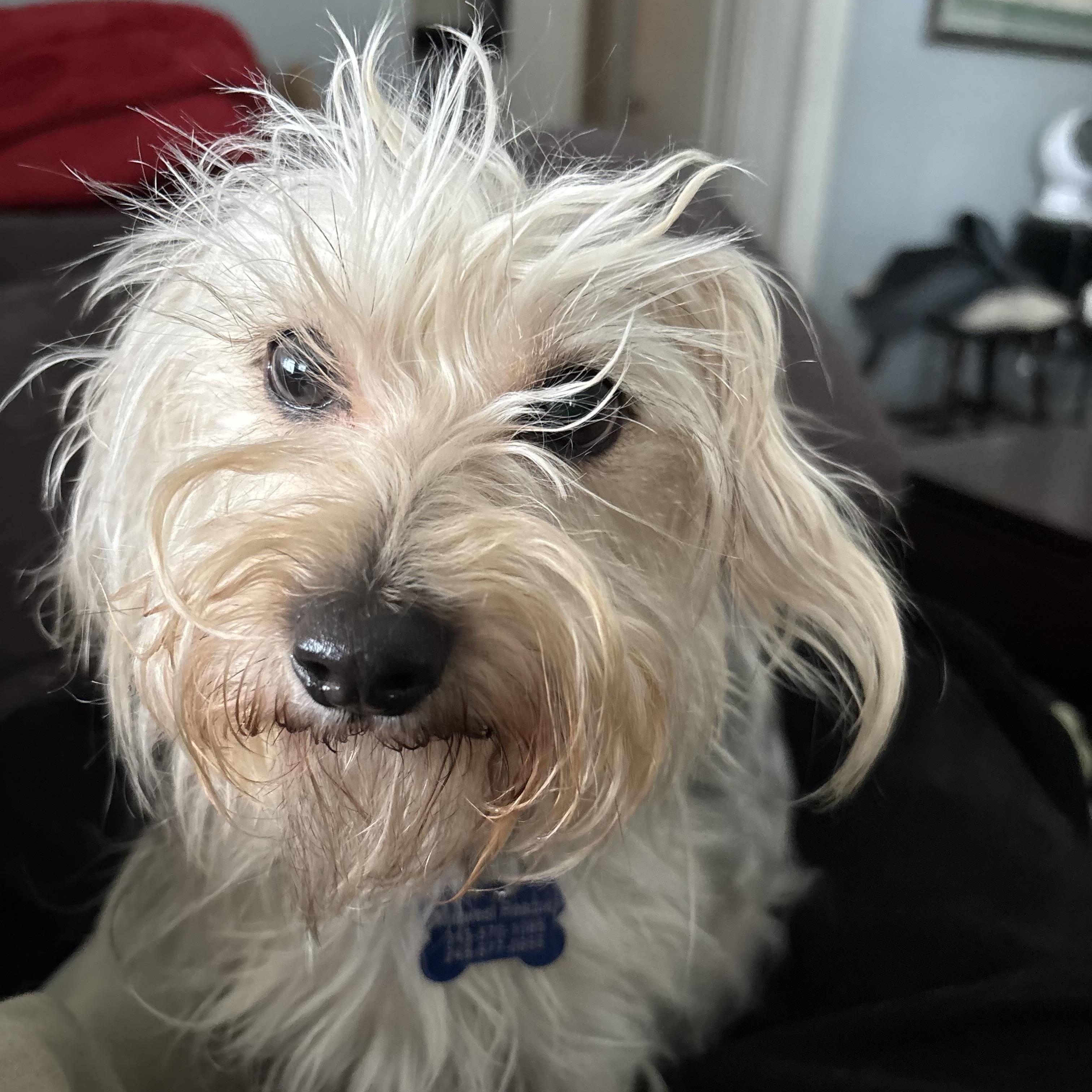 Enlarge Eloise, an adoptable mixed breed in Grosse Pointe Park, MI image 2/4