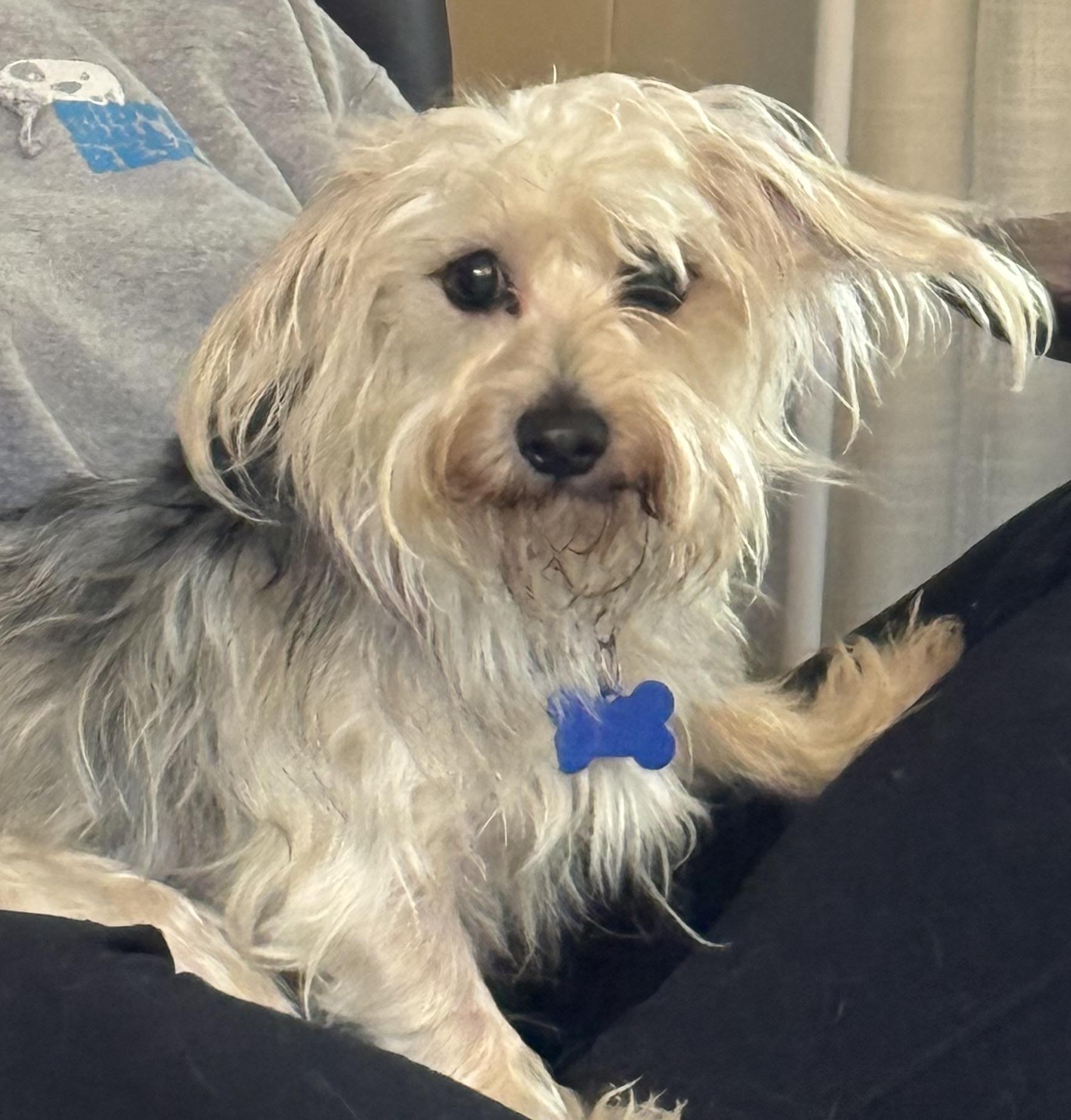 Enlarge Eloise, an adoptable mixed breed in Grosse Pointe Park, MI image 1/4