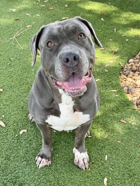 SERENA, Adoptable, Adult Female Pit Bull Terrier.