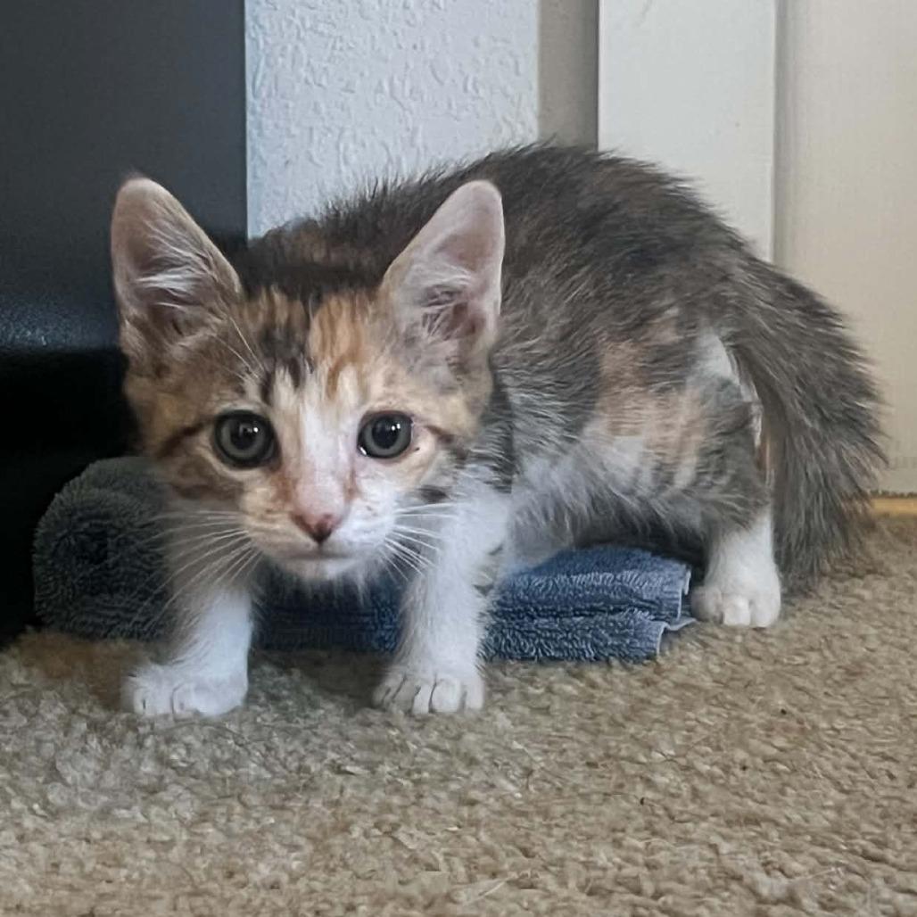 Enlarge Jolene, a Adoptable Domestic Short Hair in Incline Village, NV image 1/4