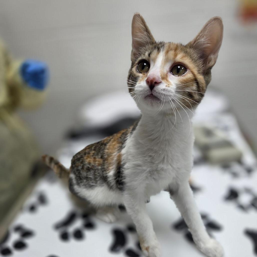 Enlarge Jolene, a Adoptable Domestic Short Hair in Incline Village, NV image 2/4