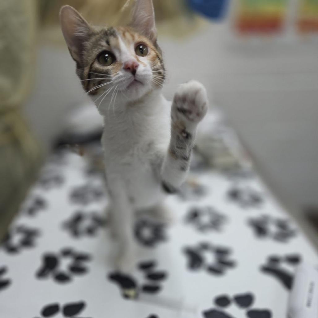 Enlarge Jolene, a Adoptable Domestic Short Hair in Incline Village, NV image 3/4
