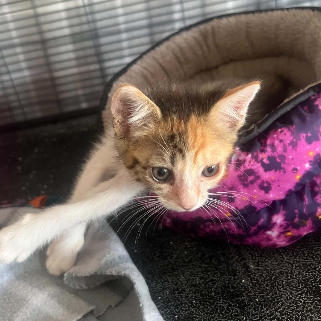 Enlarge Jolene, a Adoptable Domestic Short Hair in Incline Village, NV image 4/4