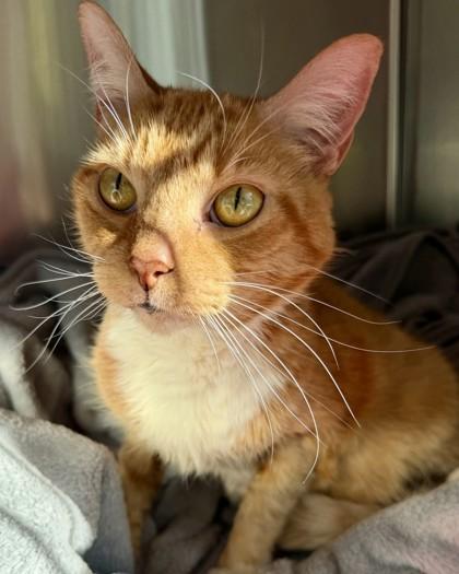 Enlarge Lady, a Adoptable mixed breed in Saint Petersburg, FL image 1/3