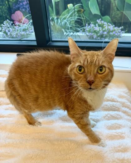 Enlarge Lady, a Adoptable mixed breed in Saint Petersburg, FL image 2/3