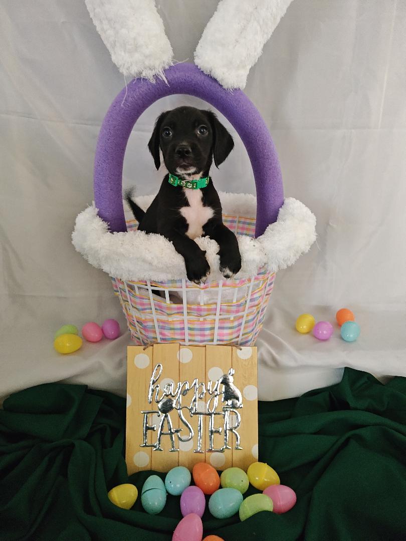 Enlarge Thumper, a Adopted mixed breed in Salisbury, MD image 1/1