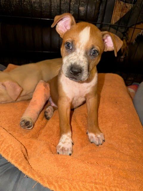 Meatball thumbnail 2