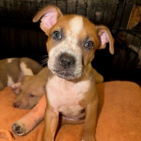 Meatball thumbnail 4