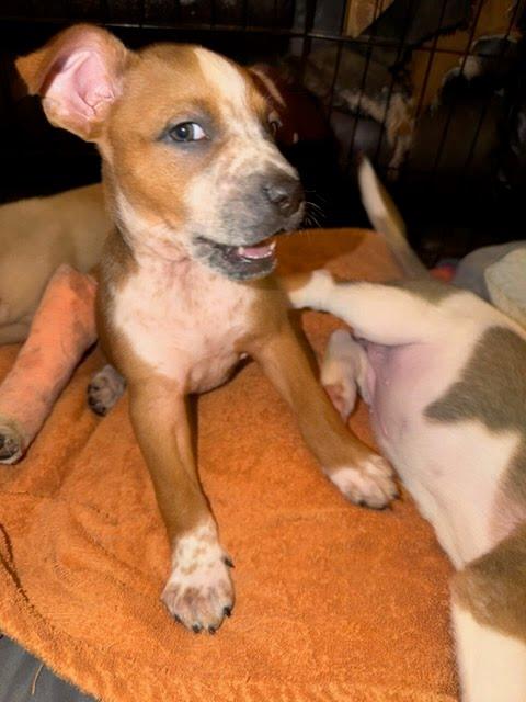 Meatball thumbnail 5