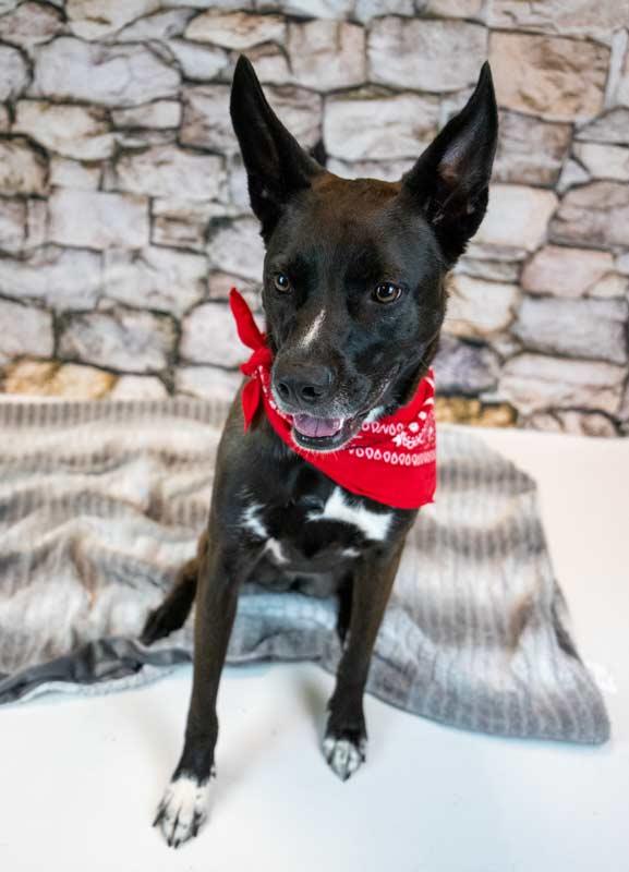 Enlarge Jacquelyn, a Adoptable mixed breed in Kennesaw, GA image 3/6