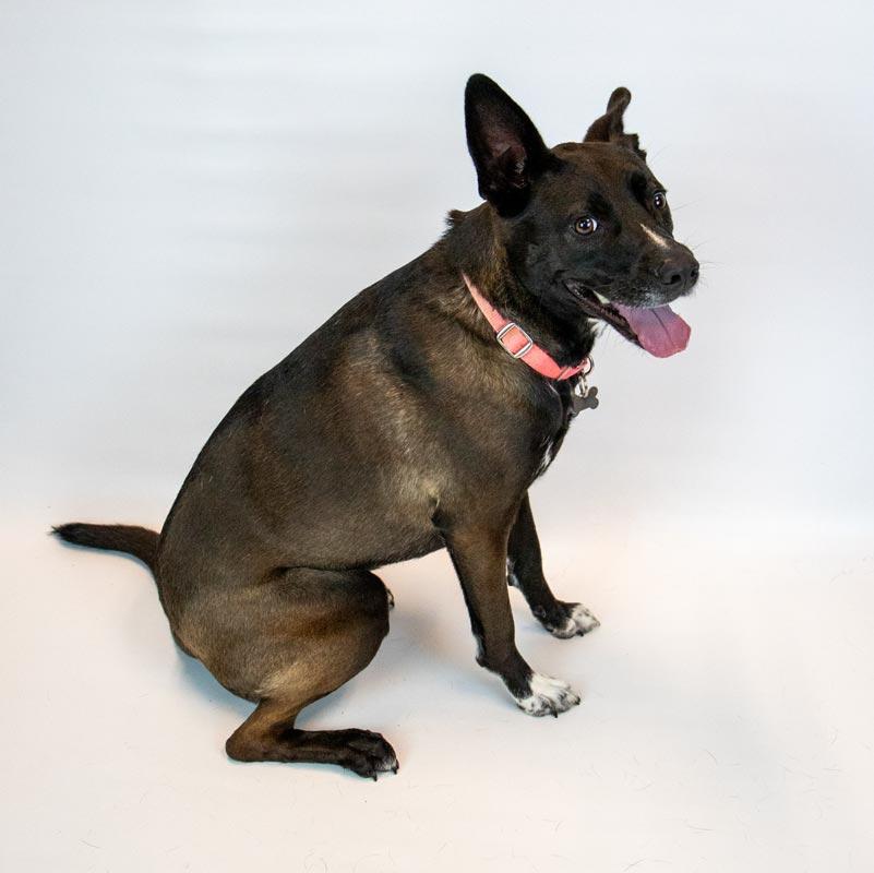 Enlarge Jacquelyn, a Adoptable mixed breed in Kennesaw, GA image 2/6